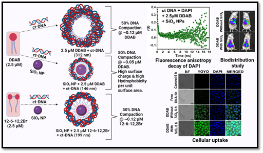 calf thymus DNA by a potential one-head-two-tail surfactant