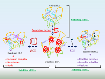 calf thymus DNA by a potential one-head-two-tail surfactant