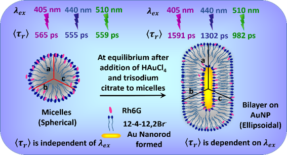 calf thymus DNA by a potential one-head-two-tail surfactant