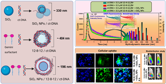 calf thymus DNA by a potential one-head-two-tail surfactant