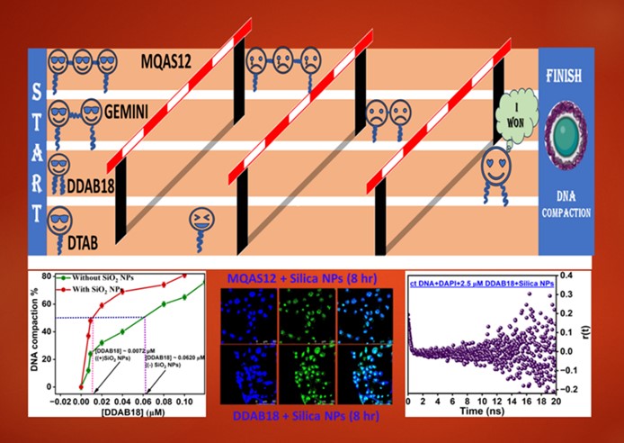 calf thymus DNA by a potential one-head-two-tail surfactant