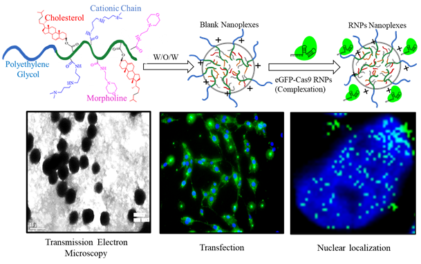 Designing nanoplexes of CRISPR/Cas9 ribonucleoproteins for genome editing