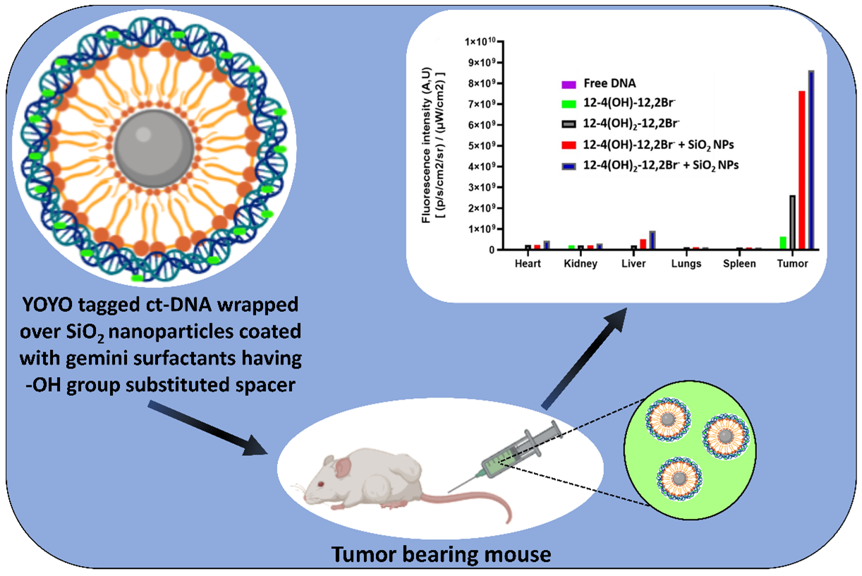 calf thymus DNA by a potential one-head-two-tail surfactant