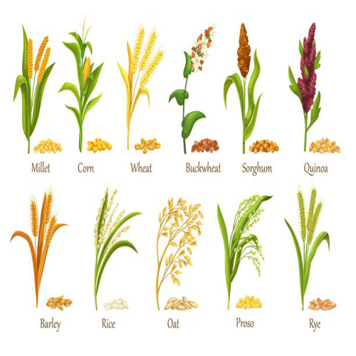 crop classification-1