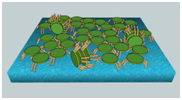 molecular organization